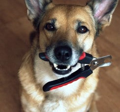 Le Pet Care Fact #7 -Grooming Basics: Nail Clipping