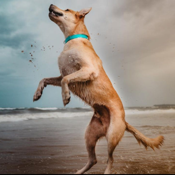 Halen Biothane Dog Collar Teal