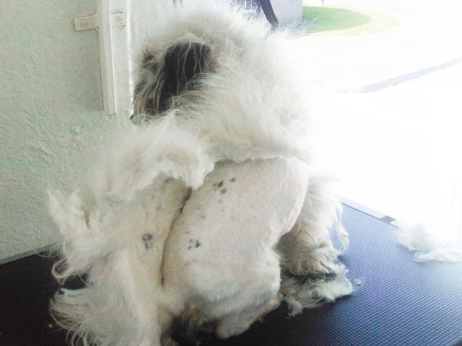 Grooming In Winter - What You Need To Know About Matting