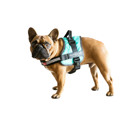 Dog's Life Active No Pull Control Handle Harness Turquoise