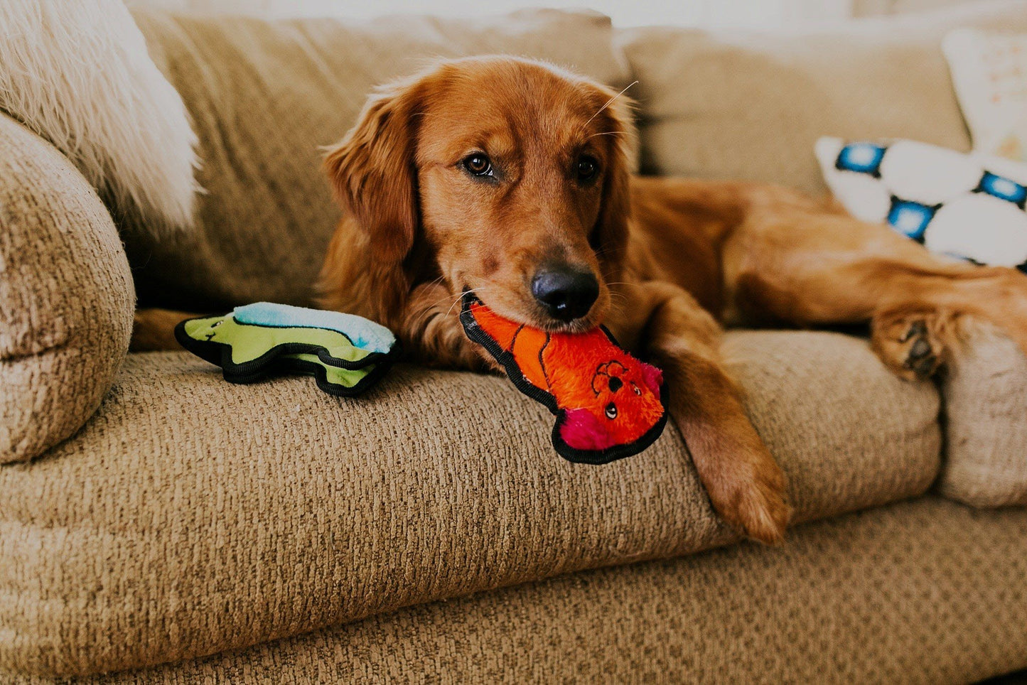 Outward Hound Invincible Mini Dog
